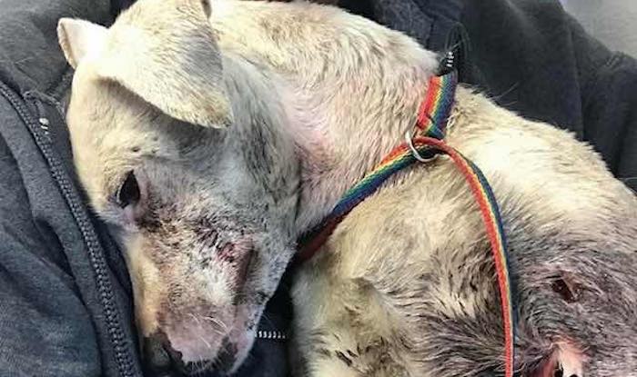 Severely Injured Dog Drags Herself Over To Jogger Who Finds Her