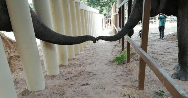 The touching moment world’s ‘loneliest elephant’ finally meets another elephant