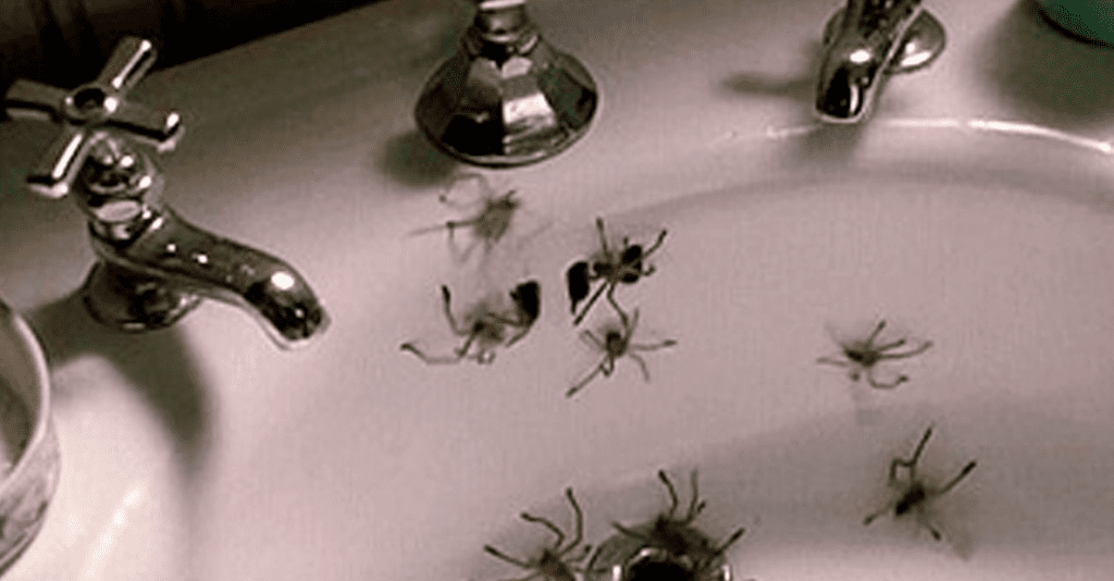 Handy DIY Solution Can Get Rid Of Spiders