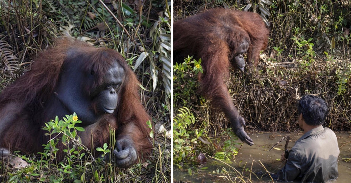 Wild orangutan reaches out to save man’s life thinking he had fallen into snake-filled river